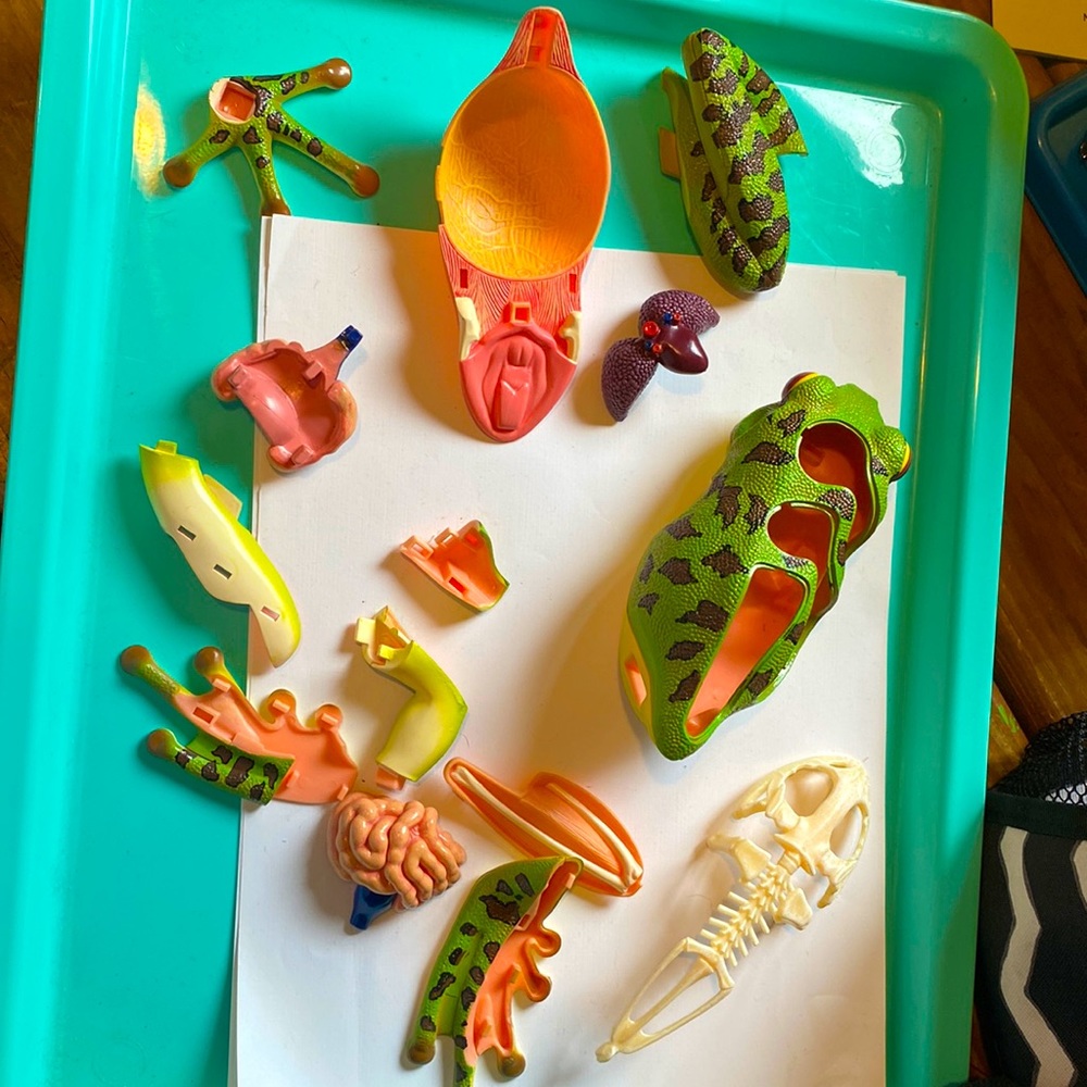 jewelry making frog parts Anatomy pieces incomplete use for crafting art etc